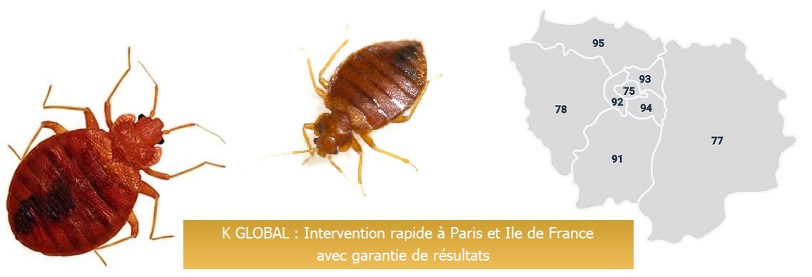 Punaise de lit Ile de France