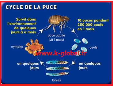 Cycle de vie des puces