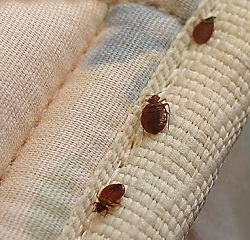 Punaise de lit 91 Essonne